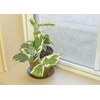 image:imageClean Air Plant in EcoFriendly Pot  Pothos