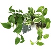 image:imageClean Air Plant in EcoFriendly Pot  Pothos