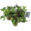 image:imageClean Air Plant in EcoFriendly Pot  Pothos