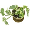 image:imageClean Air Plant in EcoFriendly Pot  Pothos