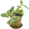 image:imageClean Air Plant in EcoFriendly Pot  Pothos