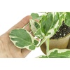 image:imageClean Air Plant in EcoFriendly Pot  Pothos