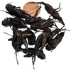 image:imageJoshs Frogs Canned Crickets 35g