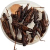 image:imageJoshs Frogs Canned Grasshoppers 35g