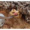 image:imageJoshs Frogs Canned Superworms 35g