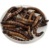image:imageJoshs Frogs Canned Superworms 35g