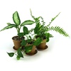 image:imageClean AIR Houseplant MultiPack Gift Collection with EcoFriendly Rice Hull Pots 3 Plants