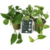 image:imageClean Air Plant in EcoFriendly Pot  Pothos