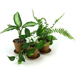 image:imageClean AIR Houseplant MultiPack Gift Collection with EcoFriendly Rice Hull Pots 3 Plants
