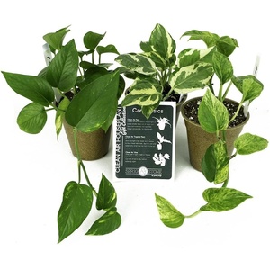 image:imageClean Air Plant in EcoFriendly Pot  Pothos