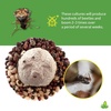 image:imageJoshs Frogs Bean Beetle Culture 16 oz