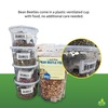 image:imageJoshs Frogs Bean Beetle Culture 16 oz