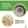 image:imageJoshs Frogs Drosophila Melanogaster Fruit Fly Culture 32 oz  ProducingBlack Hydei