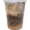 image:imageJoshs Frogs Drosophila Melanogaster Fruit Fly Culture 32 oz  ProducingGolden Hydei