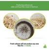 image:imageJoshs Frogs Drosophila Melanogaster Fruit Fly Culture 32 oz  ProducingGolden Hydei