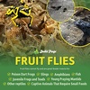 image:imageJoshs Frogs Drosophila Melanogaster Fruit Fly Culture 32 oz  ProducingHydei