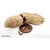 image:imageJoshs Frogs Peanut Beetle Culture 16 Oz