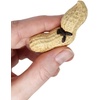 image:imageJoshs Frogs Peanut Beetle Culture 16 Oz