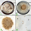 image:imageJoshs Frogs Rice Flour Beetle Culture 16 oz