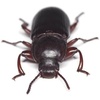 image:imageJoshs Frogs Rice Flour Beetle Culture 16 oz