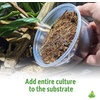 image:imageJoshs Frogs Temperate Springtail Collembola 8 oz Culture