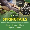 image:imageJoshs Frogs Temperate Springtail Collembola Culture 32 oz