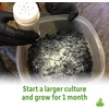 image:imageJoshs Frogs Temperate Springtail Collembola Culture 32 oz