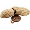 image:imageJoshs Frogs Peanut Beetle Culture 16 Oz