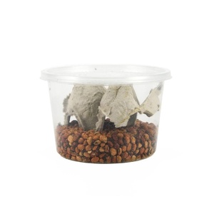 image:imageJoshs Frogs Bean Beetle Culture 16 oz