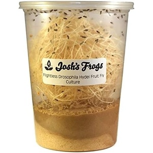 image:imageJoshs Frogs Drosophila Melanogaster Fruit Fly Culture 32 oz  ProducingBlack Hydei