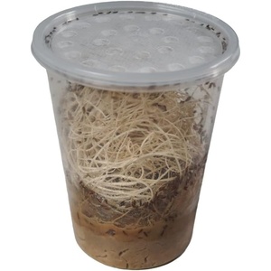 image:imageJoshs Frogs Drosophila Melanogaster Fruit Fly Culture 32 oz  ProducingGolden Hydei