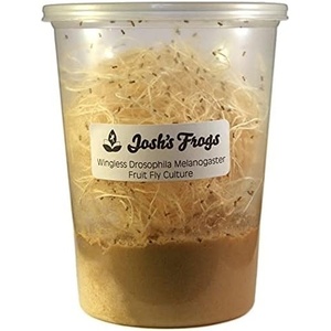 image:imageJoshs Frogs Drosophila Melanogaster Fruit Fly Culture 32 oz  ProducingMelanogaster