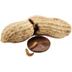 image:imageJoshs Frogs Peanut Beetle Culture 16 Oz