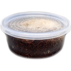 image:imageJoshs Frogs Temperate Springtail Collembola 8 oz Culture