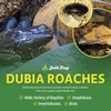 image:imageJoshs Frogs 14  38 Small Dubia Roaches 25 Count1 Count Pack of 500