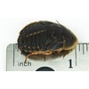 image:imageJoshs Frogs 34  1 Large Dubia Roaches 25 Count1 Count Pack of 25