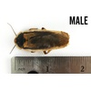 image:imageJoshs Frogs Adult Female Dubia Roach 10 Count10 Count Pack of 1