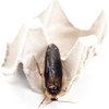image:imageJoshs Frogs Adult Female Dubia Roach 10 Count10 Count Pack of 1