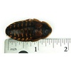 image:imageJoshs Frogs Adult Female Dubia Roach 10 Count10 Count Pack of 1