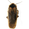 image:imageJoshs Frogs Adult Female Dubia Roach 10 Count25 Count Pack of 1