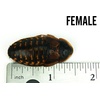image:imageJoshs Frogs Adult Female Dubia Roach 10 Count25 Count Pack of 1