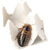 image:imageJoshs Frogs Adult Female Dubia Roach 10 Count25 Count Pack of 1