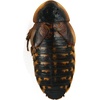 image:imageJoshs Frogs Adult Female Dubia Roach 10 Count25 Count Pack of 1
