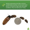 image:imageJoshs Frogs Dwarf Hissing Cockroaches  Elliptorhina chopardi 4 Count