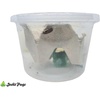 image:imageJoshs Frogs Dwarf Hissing Cockroaches  Elliptorhina chopardi 4 Count