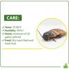 image:imageJoshs Frogs Dwarf Hissing Cockroaches  Elliptorhina chopardi 4 Count
