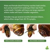 image:imageJoshs Frogs Dwarf Hissing Cockroaches  Elliptorhina chopardi 4 Count