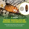 image:imageJoshs Frogs Dwarf Hissing Cockroaches  Elliptorhina chopardi 4 Count