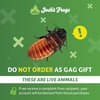 image:imageJoshs Frogs Madagascar Hissing Cockroach FemaleFemale