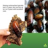 image:imageJoshs Frogs Madagascar Hissing Cockroach FemaleFemale